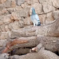 انواع کبوتر ساعتی طوقی معاوضه|پرنده|خانمیرزا, |دیوار