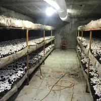 پرورش قارچ و آموزش/قارچ دکمه ای/مشاوره