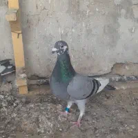 ماده درجه یک