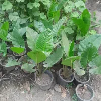 گل باباادم|گل و گیاه طبیعی|بابل, |دیوار