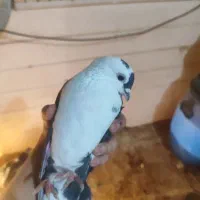 کفتر|پرنده|قم, شهرک امام حسن|دیوار