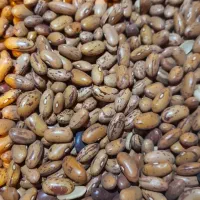 فروش لوبیا چیتی و قرمز کیفیت عالی پخت بی نظیر