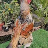 تخم مرغ لاری اصل|حیوانات مزرعه|گنبد کاووس, |دیوار