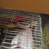 عروس هلندی|پرنده|ریگ, |دیوار