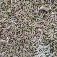 فروش رازیانه|خوردنی و آشامیدنی|سردرود, |دیوار
