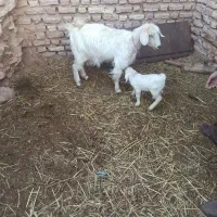 فروش بز با کره