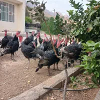 فروش جوجه بوقلمون4ماهه،وجوجه مرغ 2ماهه|حیوانات مزرعه|کازرون, |دیوار