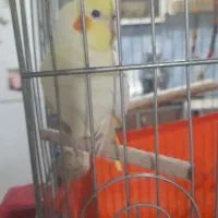 عروس هلندی نرو ماده سخنگو|پرنده|مشکیندشت, |دیوار