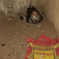مرغ پا کوتاه. ریشی جوجه ها شم پنج تا پاکوتاه ریشی
