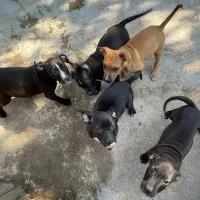 توله ۷۰روزه پیتبول فروشی قیمت توافقی