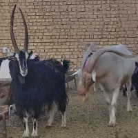 بزغاله شاخ انبری دوبر جلو رو شاخ انبری