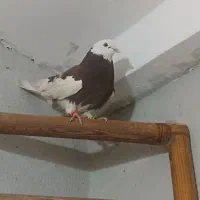 یک عدد ابلق دستی ماده مست