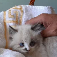گربه خوشگل