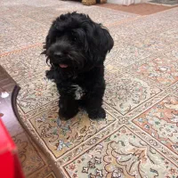 واگذاری سگ تریر ماده|سگ|تهران, افسریه شمالی|دیوار