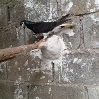 کبوتر|پرنده|لامرد, |دیوار