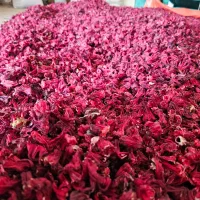 فروش عمده چای ترش