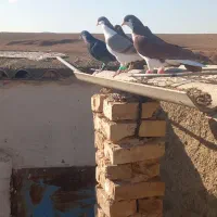 کبوتر نوع بام