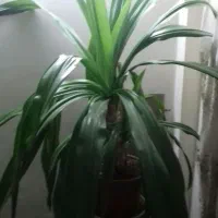 گل طبیعی اشک ملکه|گل و گیاه طبیعی|اصفهان, بهارستان|دیوار