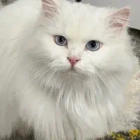 واگذاری گربه