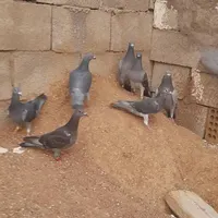 کبوتر پلاکی|پرنده|مسجد سلیمان, |دیوار