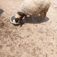 بره نر