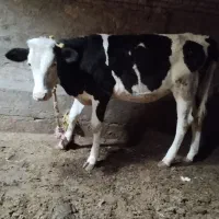 گوساله ماده سیمنتال خوش خوراک|حیوانات مزرعه|میاندوآب, |دیوار