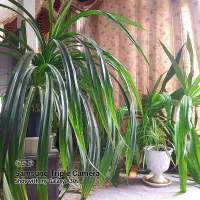 گل پاندانوس