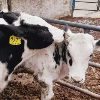 گوساله  نر صنعتی