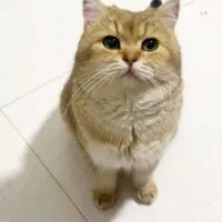 واگذاری به شرط عقیم سازی