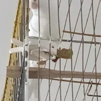 قناری ماده سوپر درشت لون اول