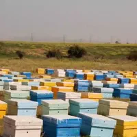 عسل کنار امسالی، ارگانیک|خوردنی و آشامیدنی|تهران, توحید|دیوار