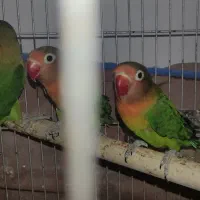 کوتوله برزیلی چنگ قرمز