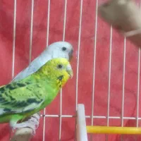 فروش یک جفت پرنده مرغ عشق