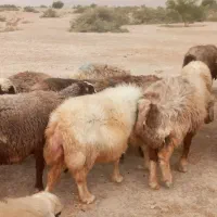 26 راس میش ترکی آبستن درجه یک