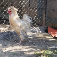 خروس لهستانی