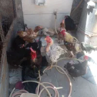 تعدادی خروس۶ماهه برای خون|حیوانات مزرعه|بیرجند, |دیوار