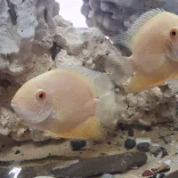 جفت مولد سوروم