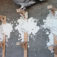 ساده سبز جلو بسته