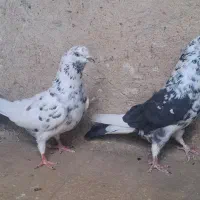 طوقی و پرشی|پرنده|قم, نخودی|دیوار