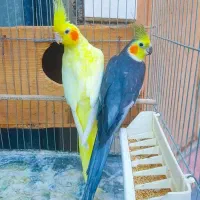 جفت عروس هلندی مولد