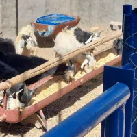 فروش بزغاله نر وماده