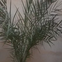 درخت خرما|گل و گیاه طبیعی|آذرشهر, |دیوار