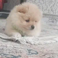 واگذاری سگ پامر