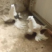 کفتر