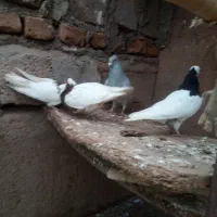 کفتر|پرنده|میان جلگه, |دیوار