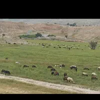 ۲۰ عدد بره نر