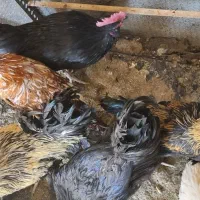 خروس سیاه مرندی و بوقلمون برنز