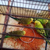 5 عدد جوجه مرغ عشق زبل سالم..