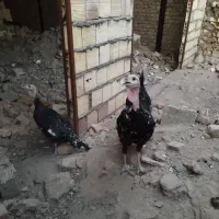 بوقلمون برنز