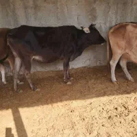 گاو|حیوانات مزرعه|هشتگرد, تهران دشت|دیوار